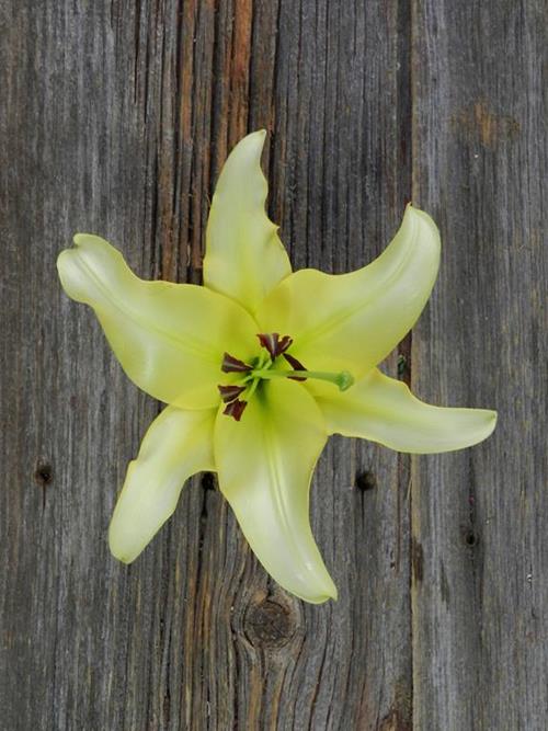 2-3 Blooms Yellow Oriental Lilies